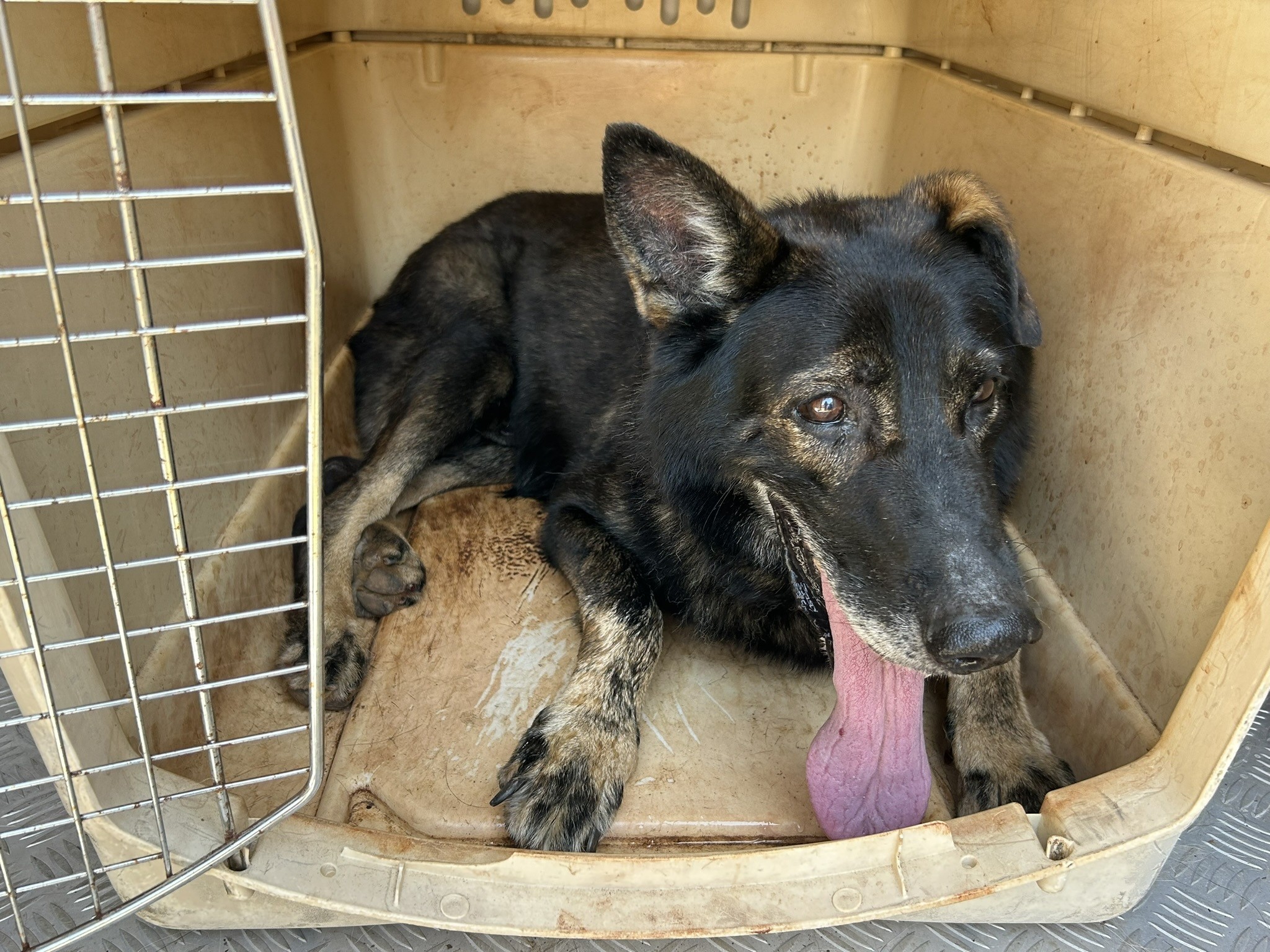 Após 10 anos farejando drogas, cão policial é adotado por casa que acolhe menores com dependência química e ajuda em tratamentos