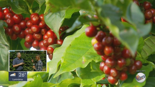 Colheita do café começa em lavouras do Sul de MG; expectativa é colher cerca de 13 milhões de sacas  - Programa: Jornal da EPTV 1ª Edição - Sul de Minas 