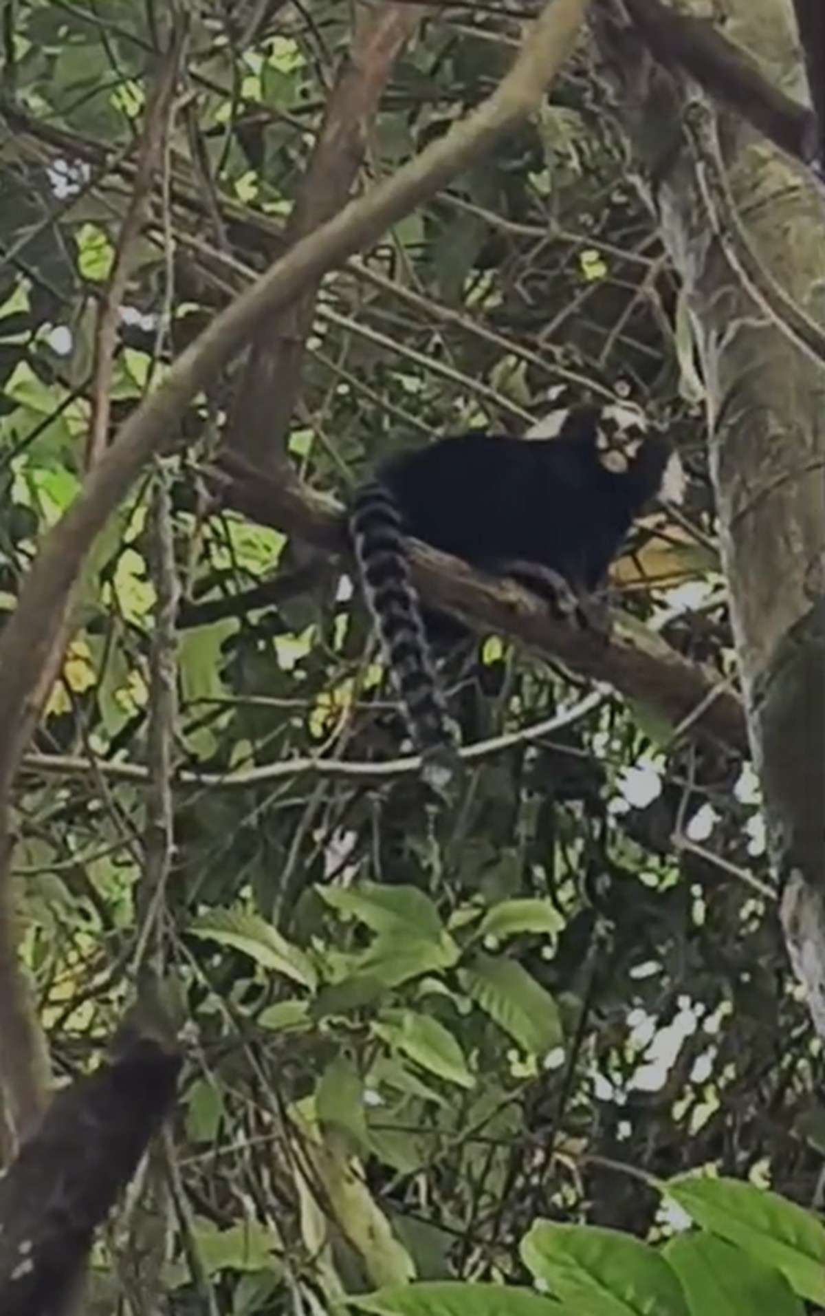 Sagui-caveirinha ameaçado de extinção é registrado em unidade de conservação em Petrópolis