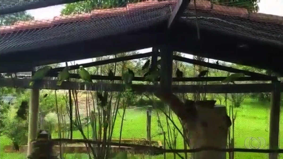 Equipe do Ibama faz soltura de 35 papagaios em fazenda de Goiás; vídeo