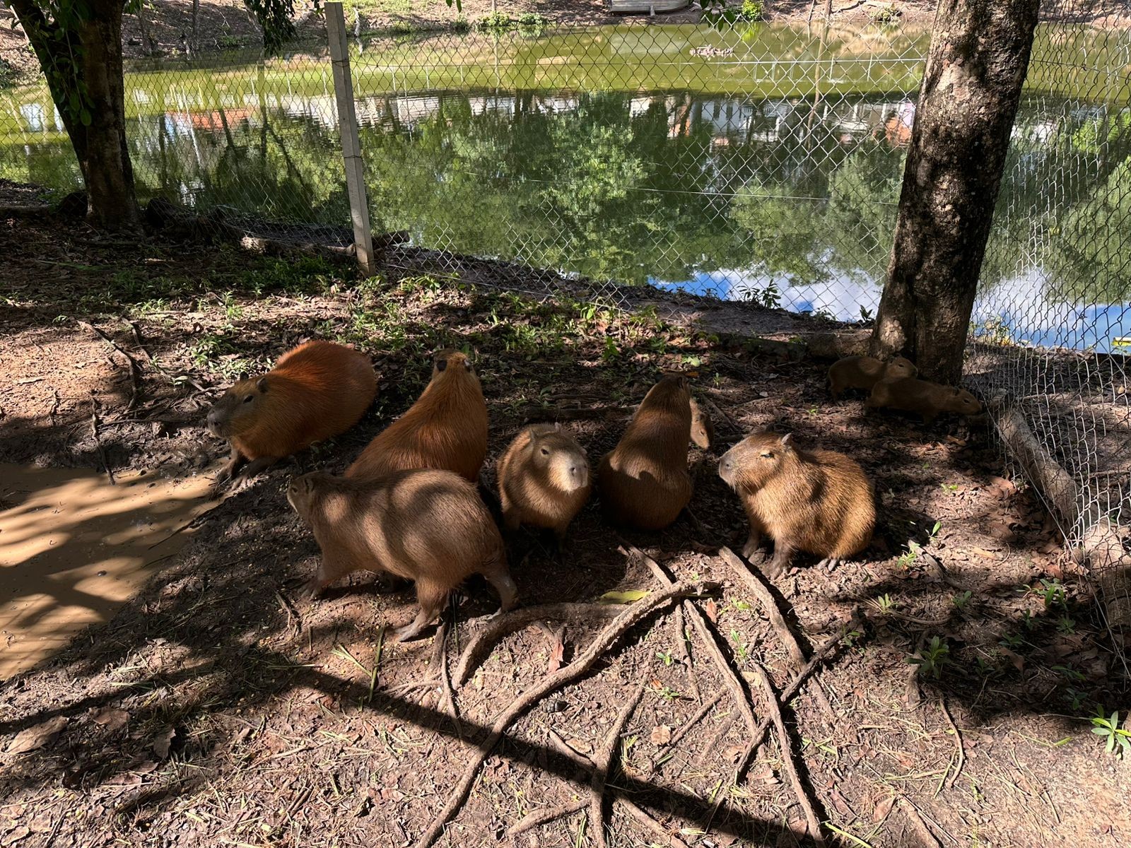 Capivaras são resgatadas da Lagoa dos Patos e transferidas para a Cidade da Criança, em Presidente Prudente
