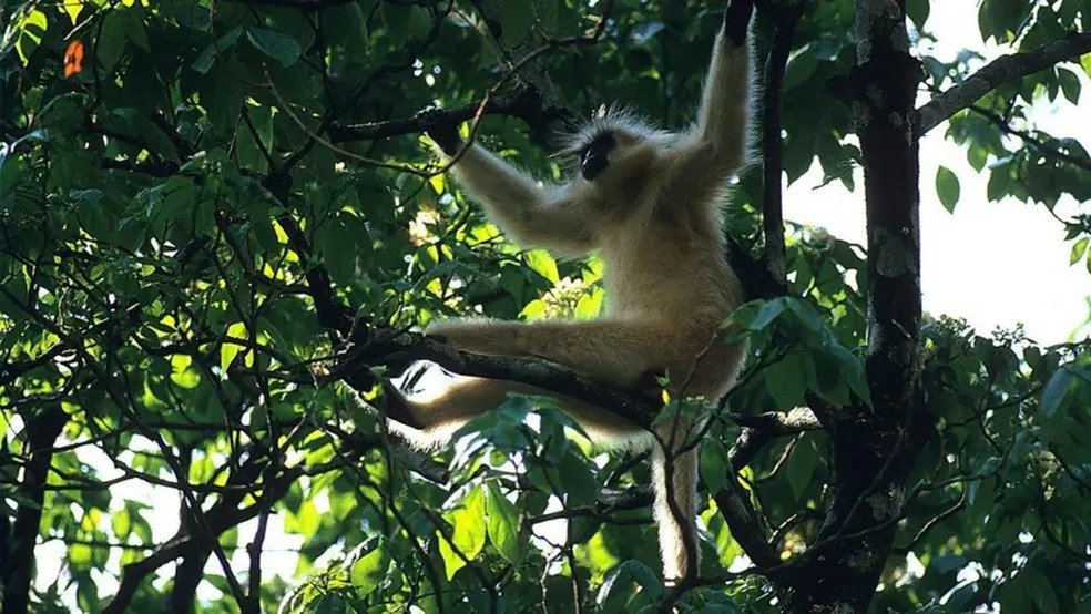Gelephu é um ponto de biodiversidade excepcional, lar de langures dourados, tigres, rinocerontes e elefantes — Foto: Alamy via BBC