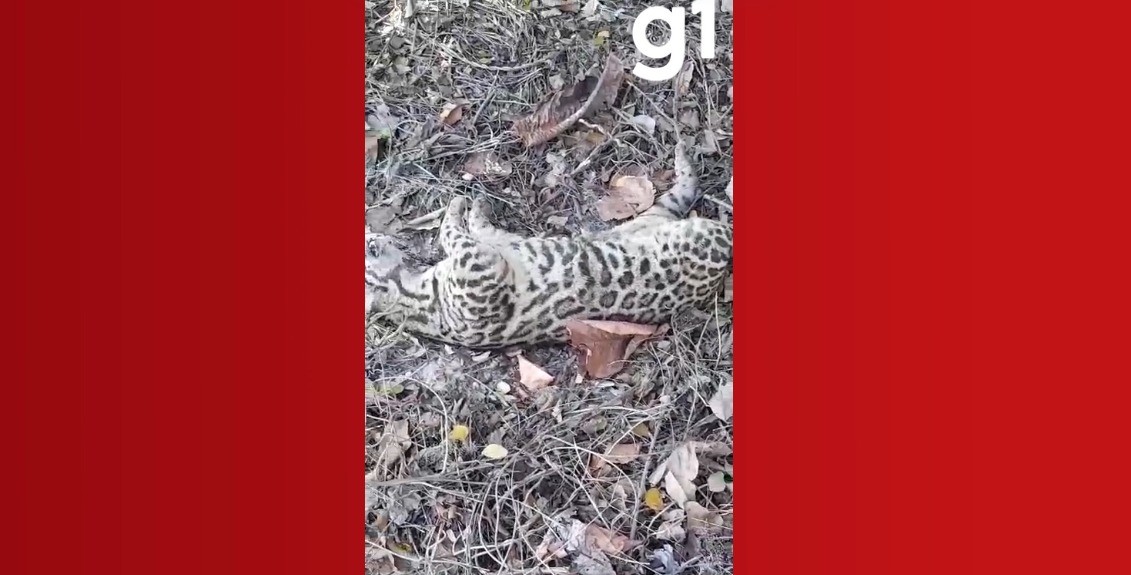 Jaguatirica é encontrada morta em terreno baldio de Cuiabá; Secretaria de Meio Ambiente investiga causa