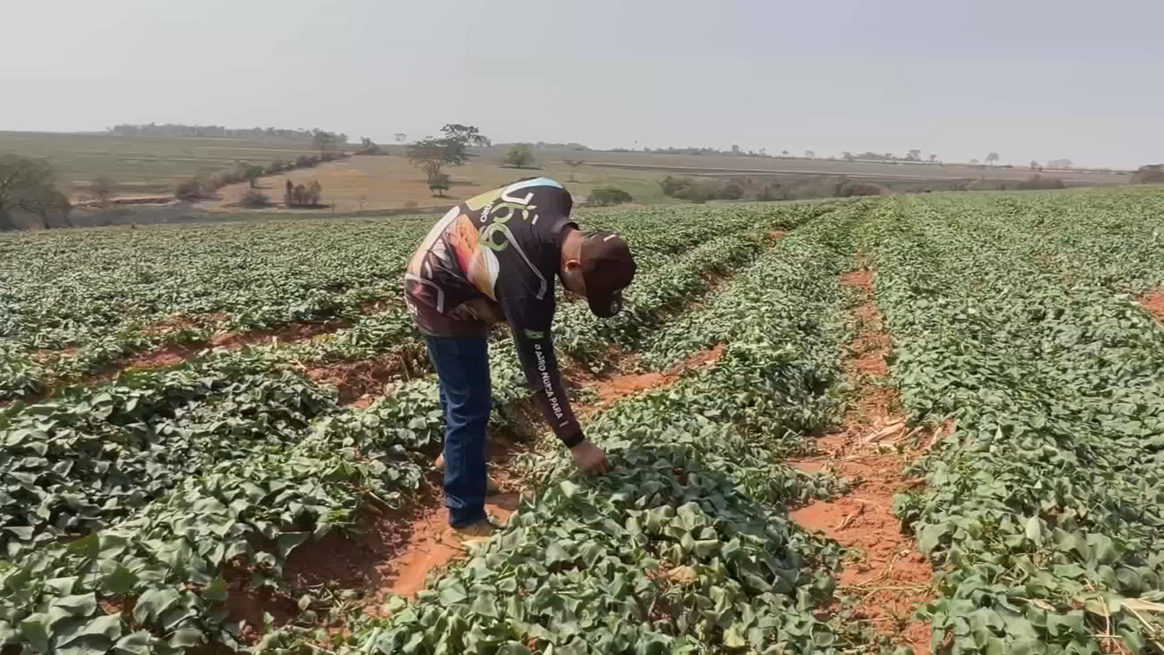 Arrendar é saída para quem quer produzir sem ser dono de terra