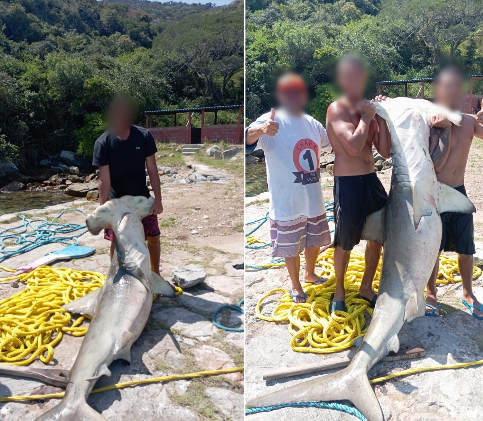 ICMBio multa quatro pessoas por caça ilegal de tubarão-martelo em Arraial do Cabo