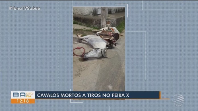 Homem e cavalo são mortos a tiros em Feira de Santana