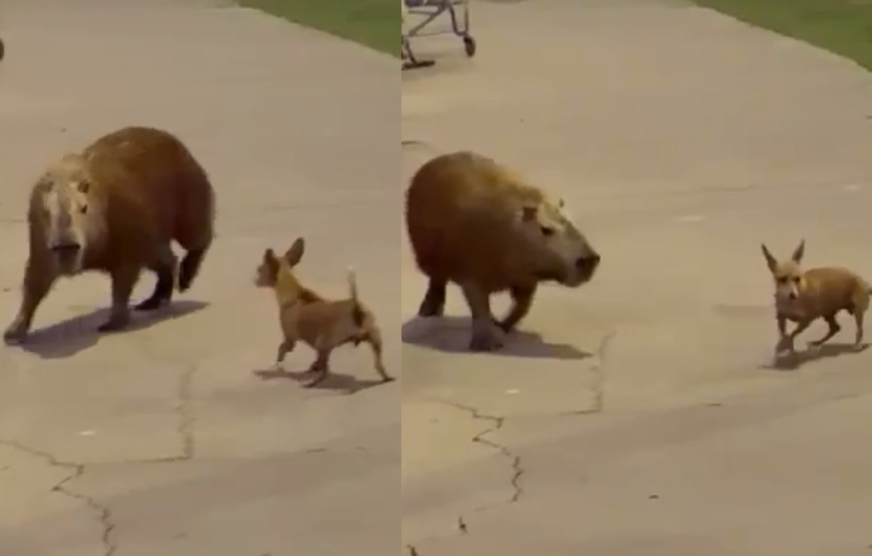 VÍDEO: capivara é flagrada enfrentando e perseguindo pinscher na Orla de Aracaju