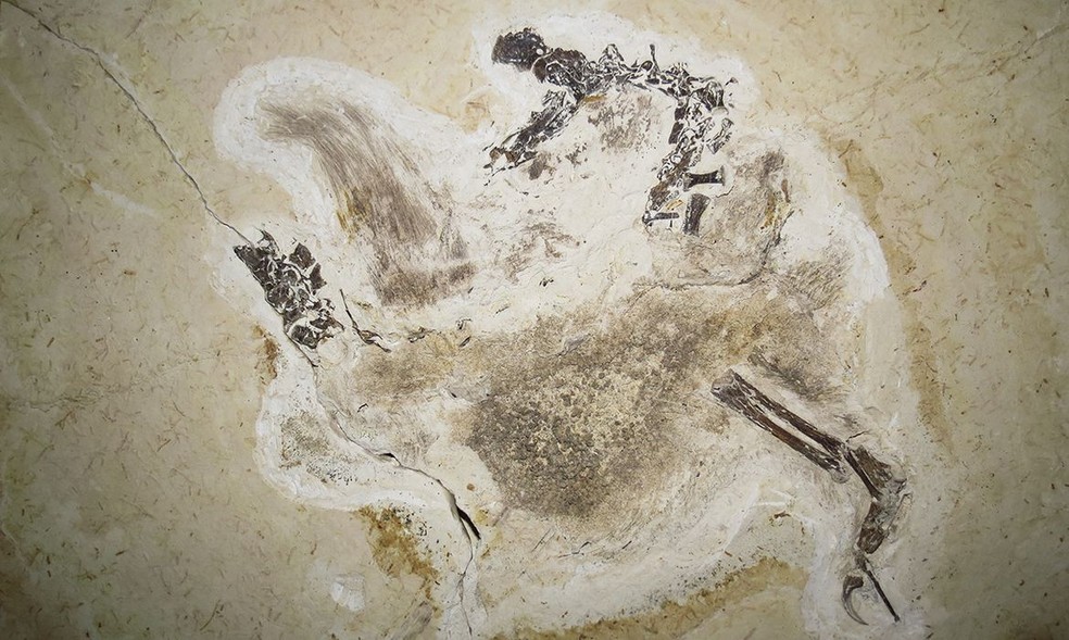 Fóssil do Ubirajara jubatus, primeiro dinossauro não-aviário com estruturas semelhantes a penas encontrado na América do Sul. — Foto: Ministério da Ciência, Tecnologia e Inovação/ Divulgação