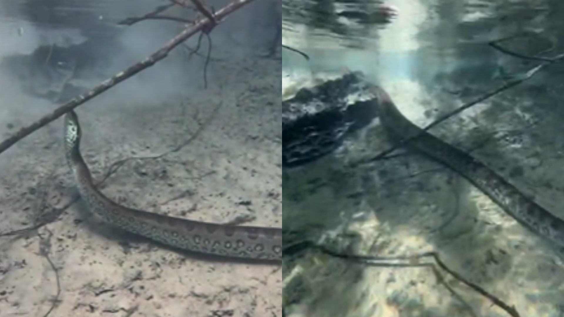 Durante passeio, guia alerta turistas ao encontrar sucuri gigante atravessando rio de Bonito: ‘Nada de pânico’