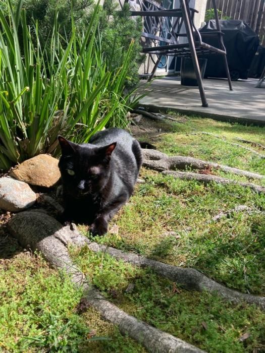 Gato com câncer ajuda a abrir caminho para nova terapia contra tumores de cabeça e pescoço em humanos