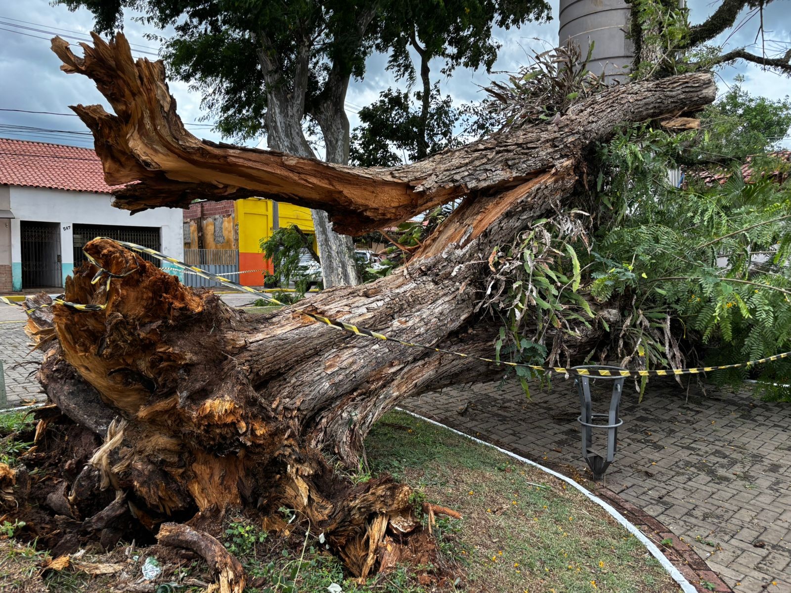 Chuvas em Piracicaba: árvore de grande porte cai e bloqueia Avenida Centenário