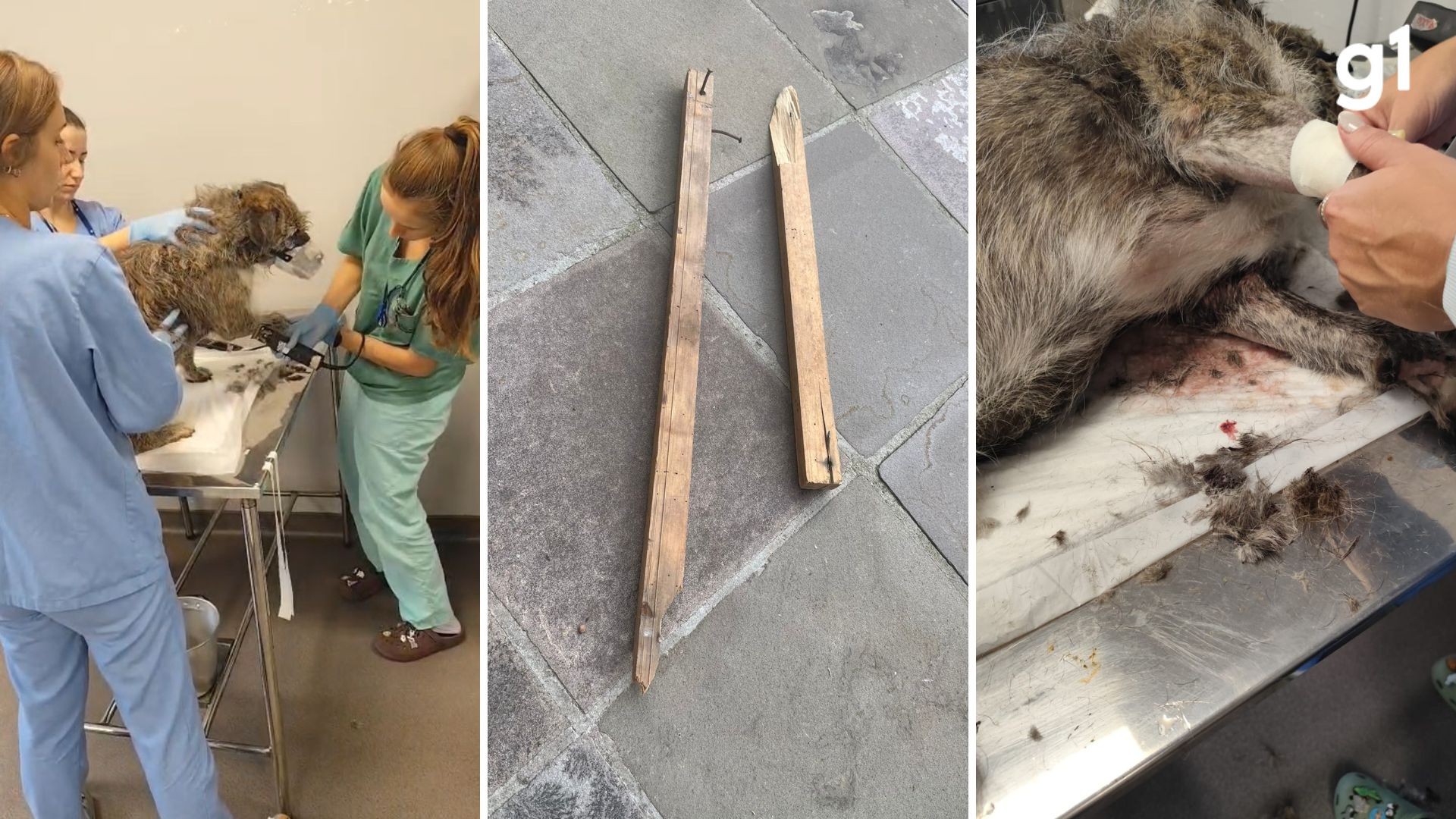 Agredido duas vezes em 3 dias, cão comunitário é internado e moradores pedem retorno; 'Spike' foi ferido com madeira com pregos