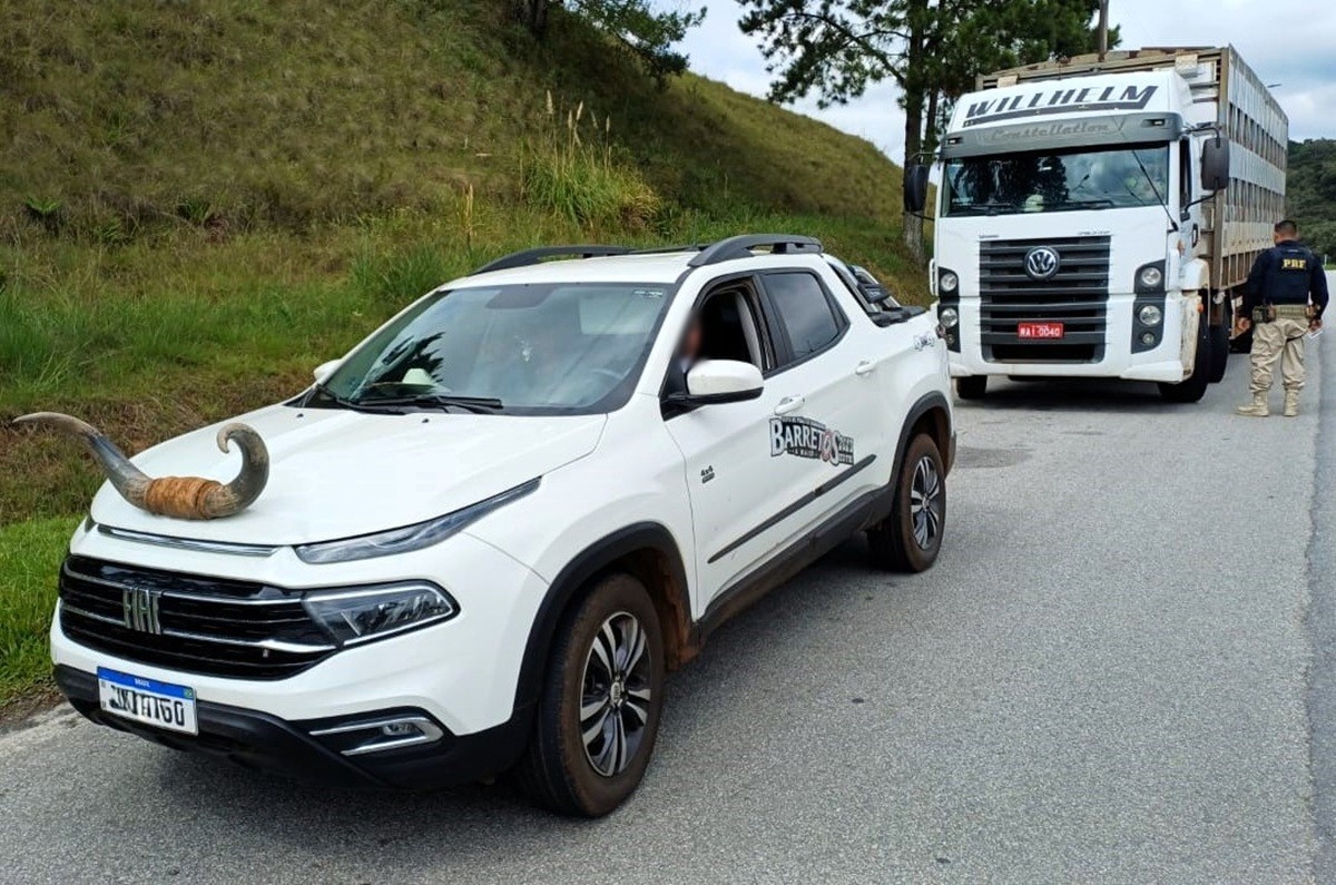 Motorista é flagrado com chifre de boi fixado no capô de picape em SC: 'Alegou ida a rodeio', diz PRF