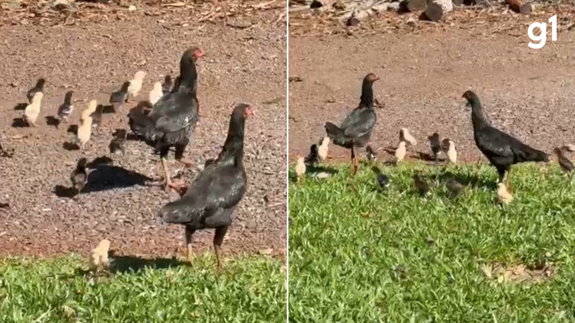 'Casal de galinhas' choca no mesmo ninho e cuida de 25 pintinhos no Noroeste do RS