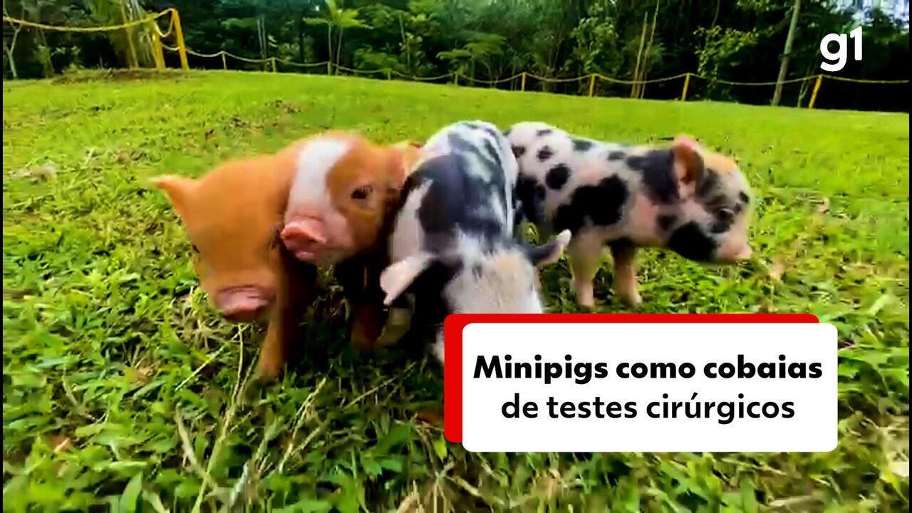 Custo de R$ 3 mil, filtro solar e mais: entenda rotina dos porquinhos ...