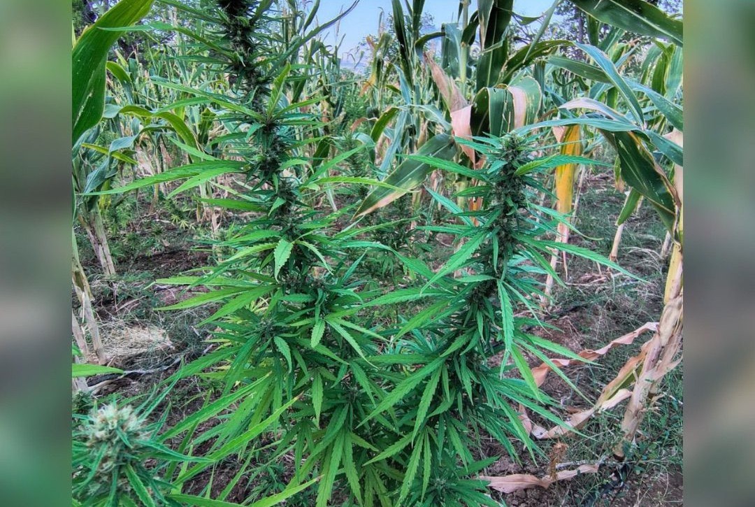 PM erradica cerca de 22 mil pés de maconha no norte da Bahia