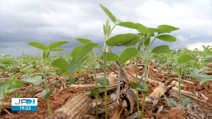 Governo prevê produção recorde da safra para 2024/25; saiba mais