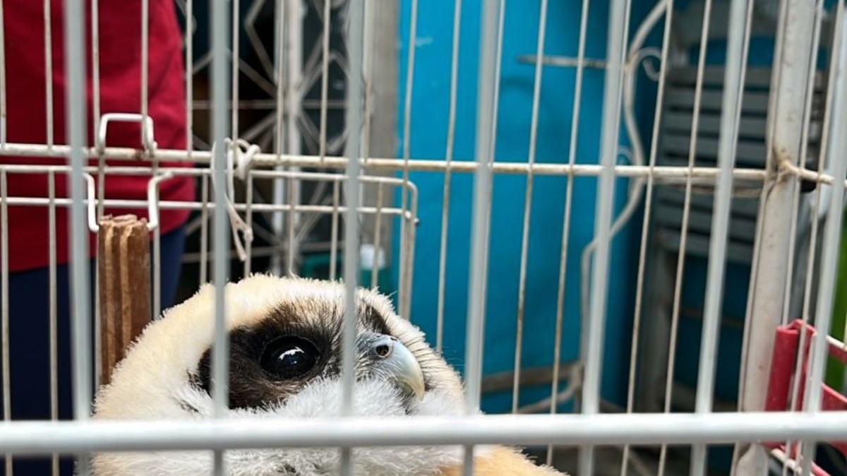 Coruja da espécie Murucututu é resgatada em Bento Ribeiro