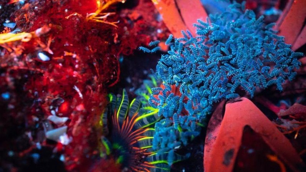 É possível encontrar espécies tão coloridas que parece que estamos diante de um coral marinho — Foto: DAVID ATTHOWE via BBC