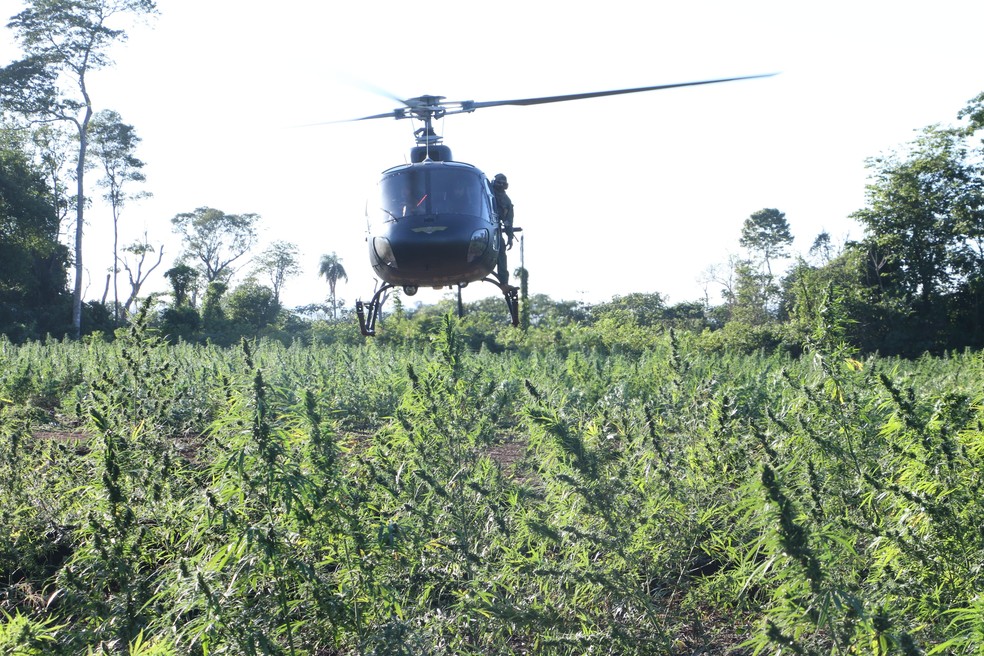 Plantação de maconha. — Foto: Polícia Federal/Senad