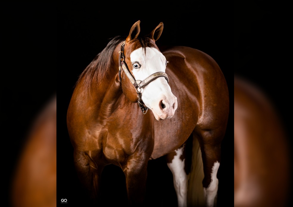 Raça de cavalo originalmente dos Estados Unidos ganhou popularidade no Brasil e pode custar até R$ 100 mil em leilão — Foto: Divulgação