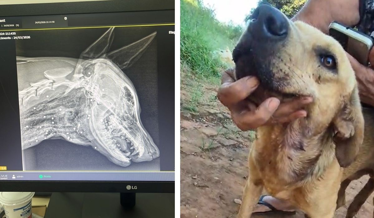 Cachorro é atingido por disparos de arma de fogo em Limeira