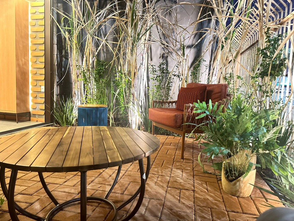 Cana-de-açúcar sendo usada no paisagismo de um jardim  Foto: Arquivo pessoal