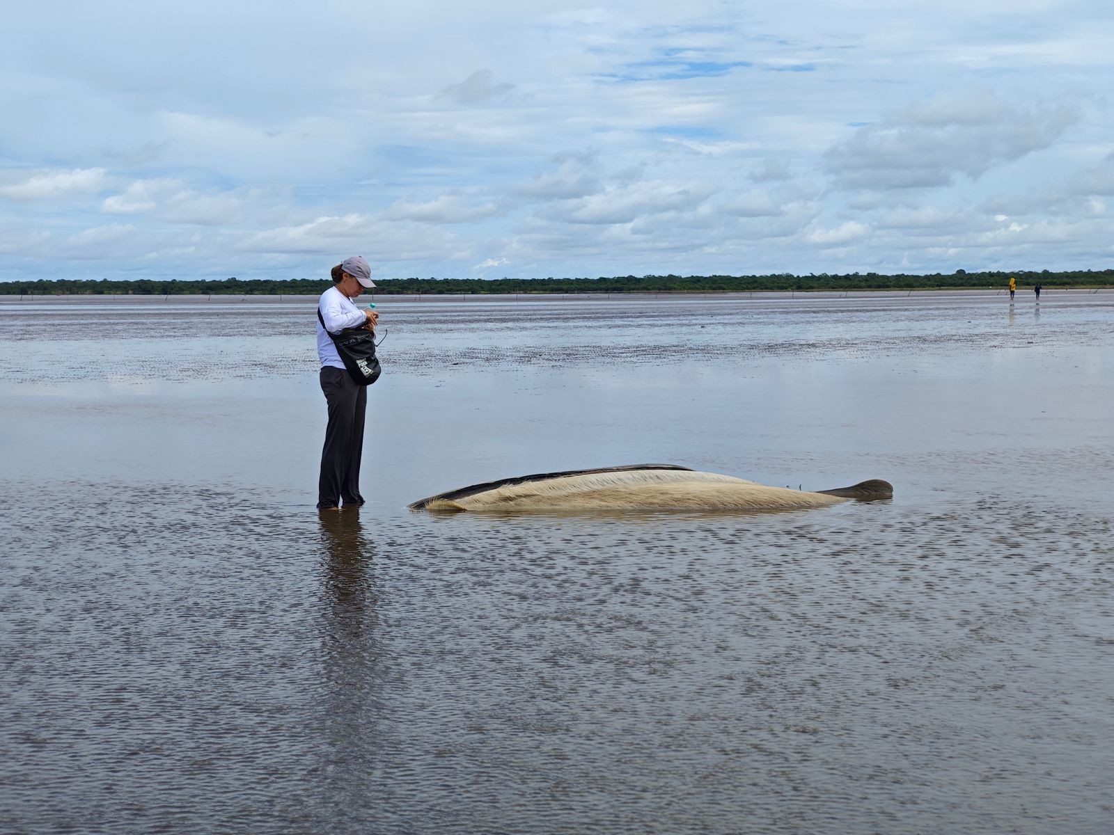 Projeto do Amapá estuda espécie de baleia de 14 metros encalhada morta em ilha do PA 
