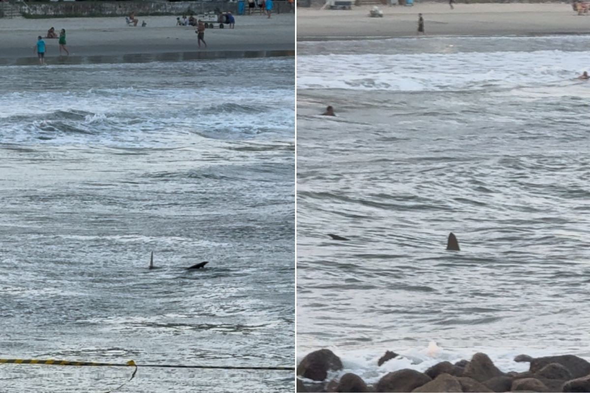 Tubarão é flagrado próximo a crianças em praia de SP; VÍDEO