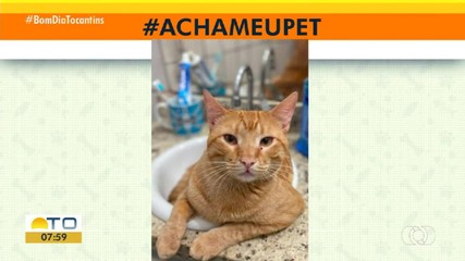 No 'Acha meu Pet' desta edição, telespectadores enviam registros de animais desaparecidos