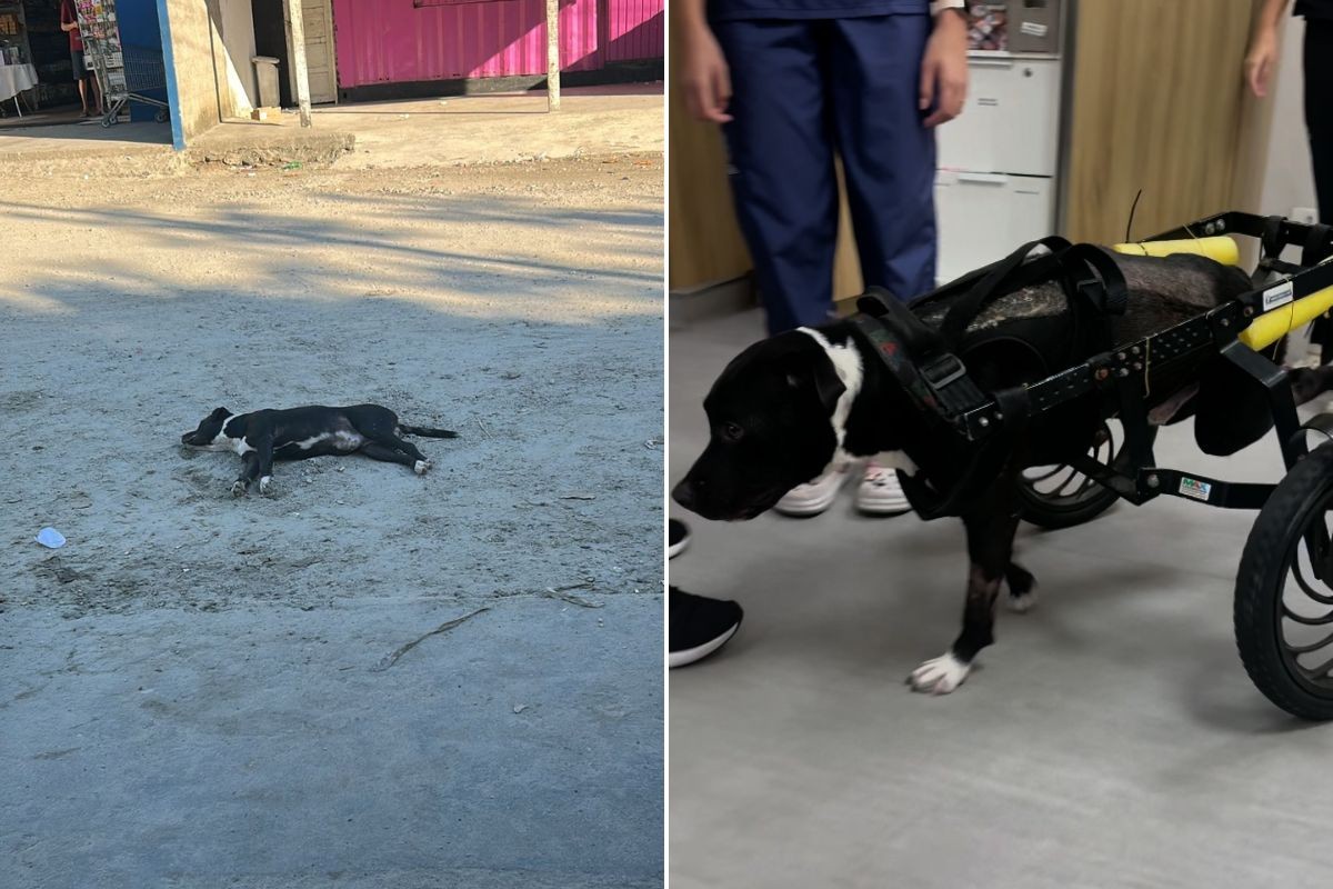 Cachorro fica paraplégico após ser atropelado e abandonado no meio da rua em SP