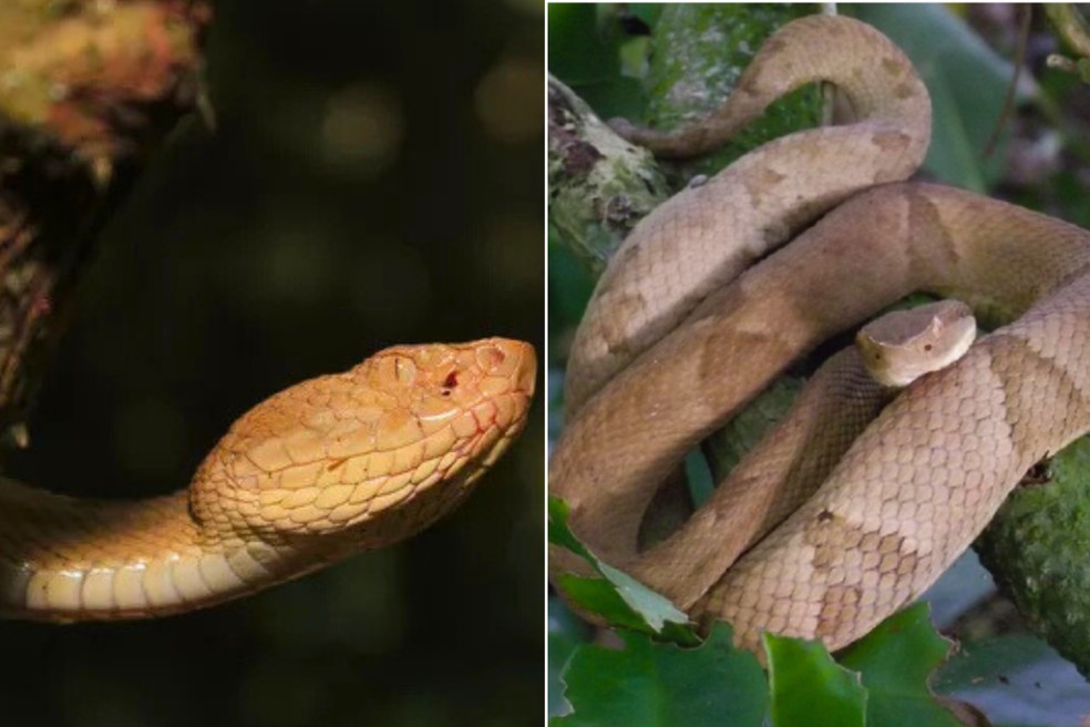 Biólogo relatou que serpentes da 2ª ilha com maior densidade de cobras do mundo encaram durante visita — Foto: Rafael Benetti  e Airton Lourenço