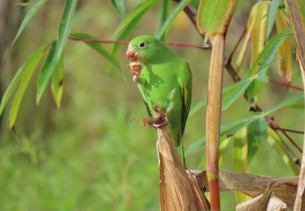 Periquito-de-encontro-amarelo sem a condição genética — Foto: Bianca Montanaro/Ibama