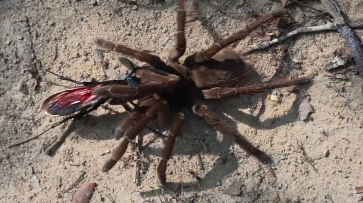'Sensação de euforia': Vespa-cavalo-do-cão é flagrada predando maior aranha do mundo