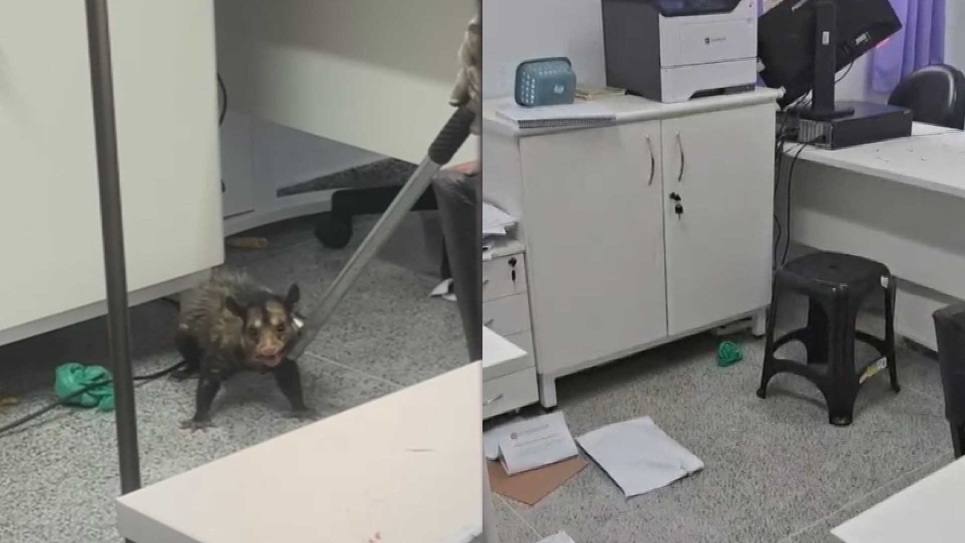 Gambá entra em Unidade de Saúde e deixa bagunça em Curitiba; VÍDEO