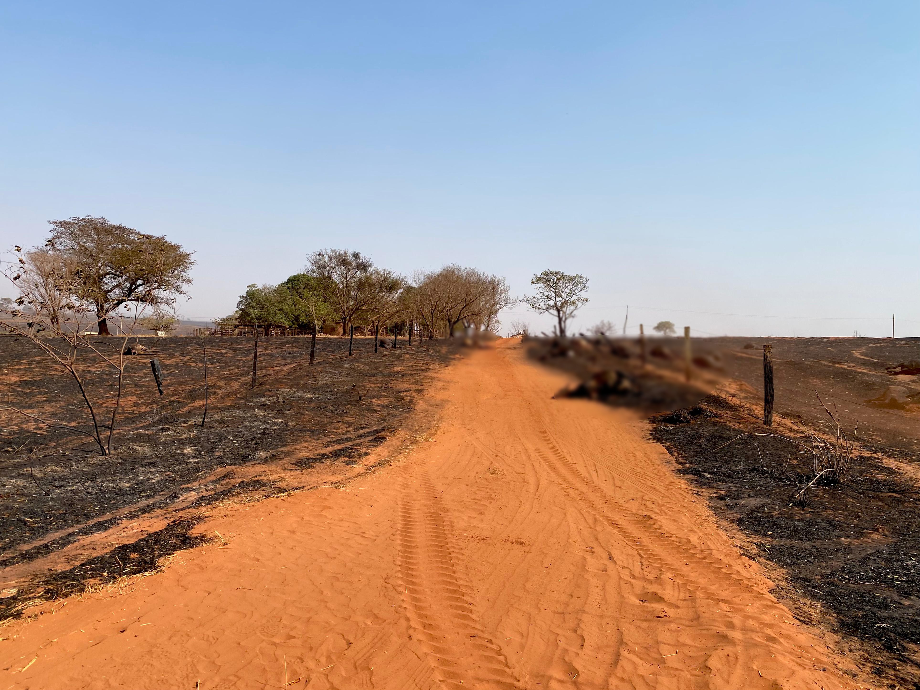 Fazendeiro tem prejuízo de meio milhão de reais após incêndio matar cabeças de gado e atingir área de pastagem em MG