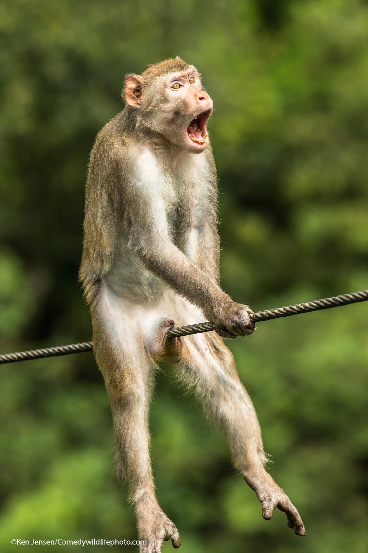 macaquinho fofo sorrindo  Monkeys funny, Funny looking animals, Funny  monkey pictures