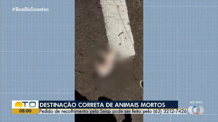 Saiba o que fazer ao encontrar animal morto em via pública