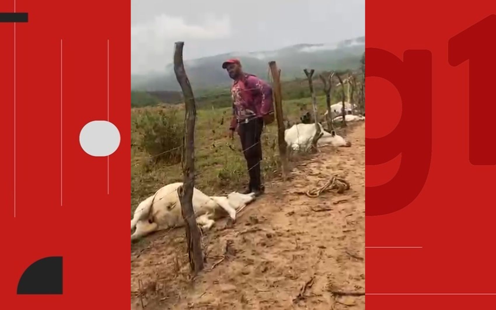 Oito bovinos da raça nelore morrem após serem atingidos por raio na Bahia; prejuízo estimado é de mais de R$ 30 mil