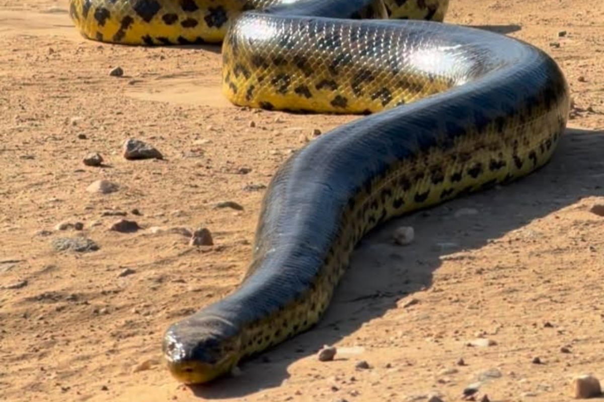 Vídeo: guia registra sucuri-amarela gigante e inchada durante passeio no Pantanal