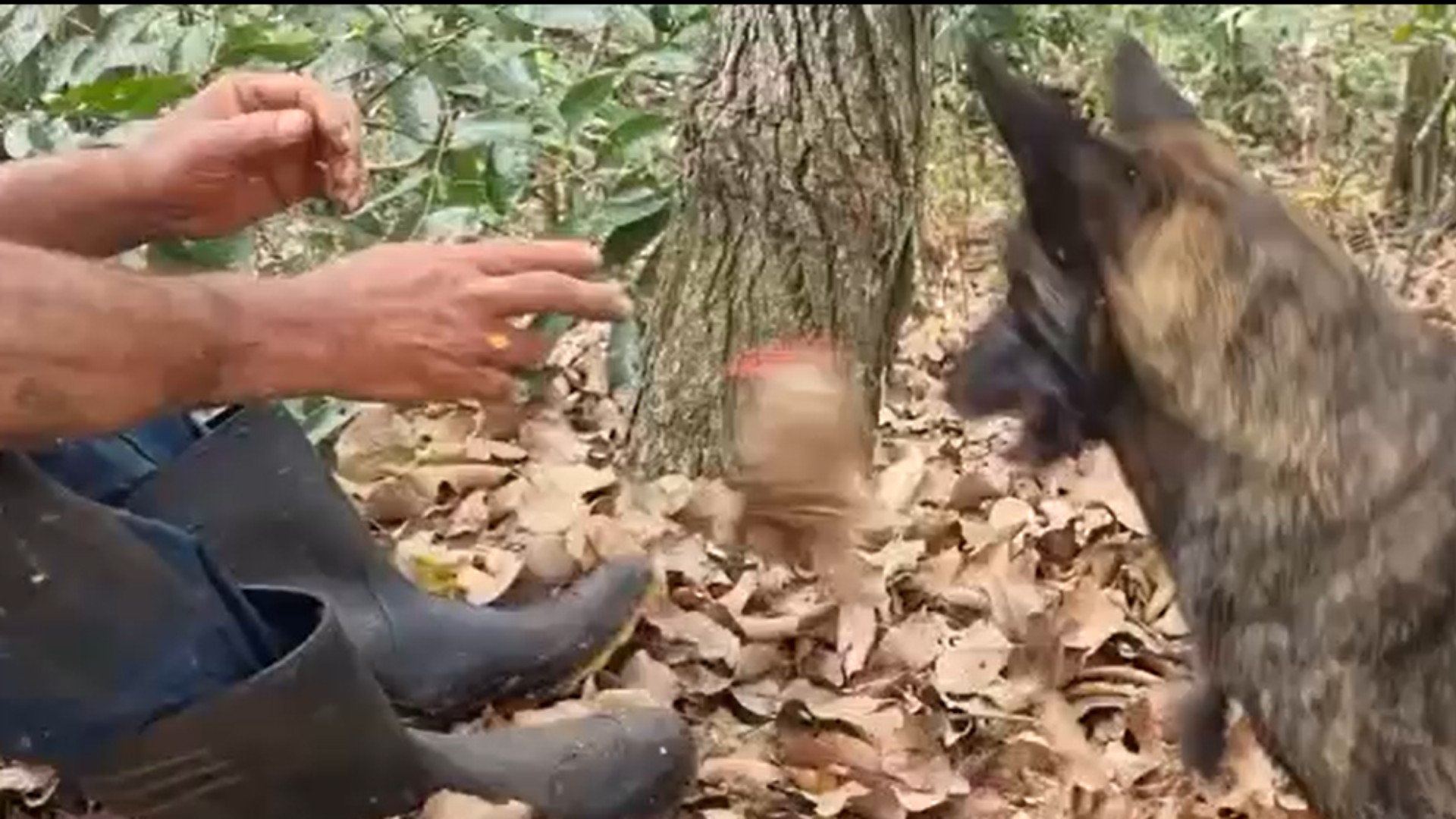 VÍDEO: cadela Laika ajuda Corpo de Bombeiros a resgatar homem perdido por quase 24h em mata