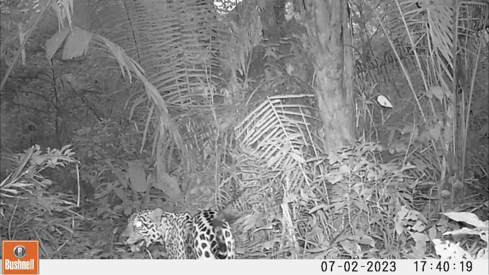 Além das espécies raras e pequenas, as armadilhas fotográficas também revelaram a presença de grandes predadores como onça-pintada (Panthera onca) — Foto: Projeto Rio Muru