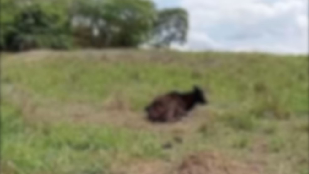 Animais são encontrados mortos em propriedade rural de Avanhandava (SP) — Foto: Divulgação