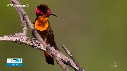 Pesquisa registra mais de 700 espécies de aves no Tocantins