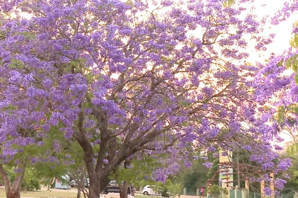 Jacarandá embeleza ruas de Campo Grande. — Foto: David Melo/TV Morena