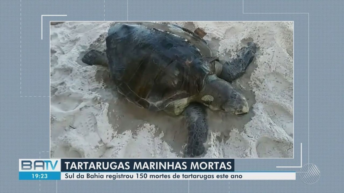 Número de tartarugas encontradas mortas cresce em praias no sul da Bahia