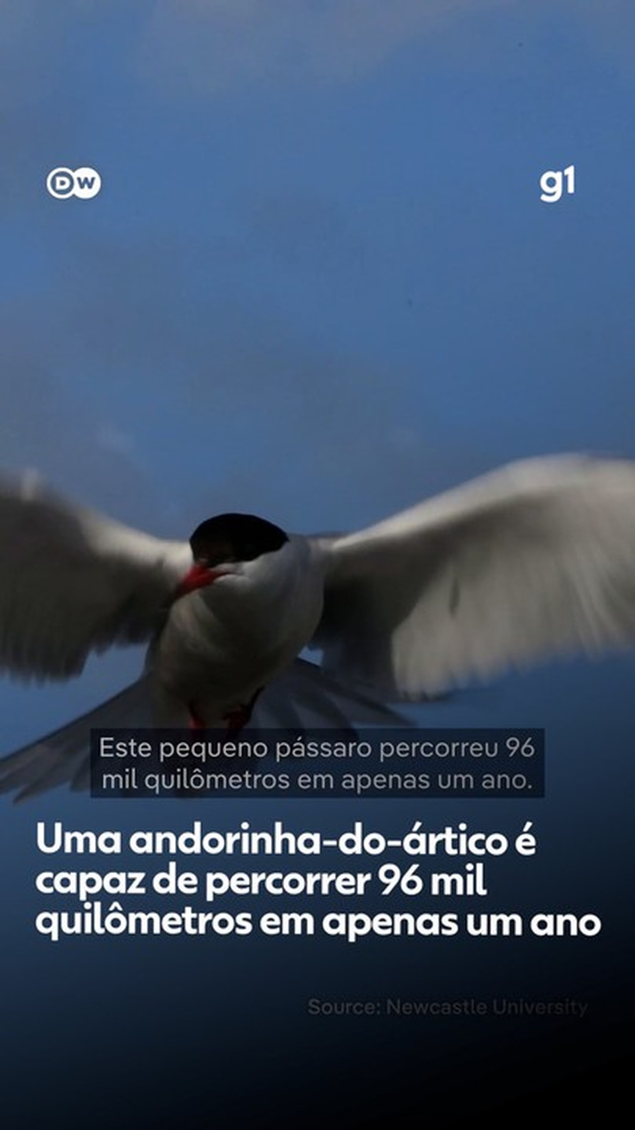 Mudança climática ameaça aves migratórias que cruzam até 96 mil km por ano 