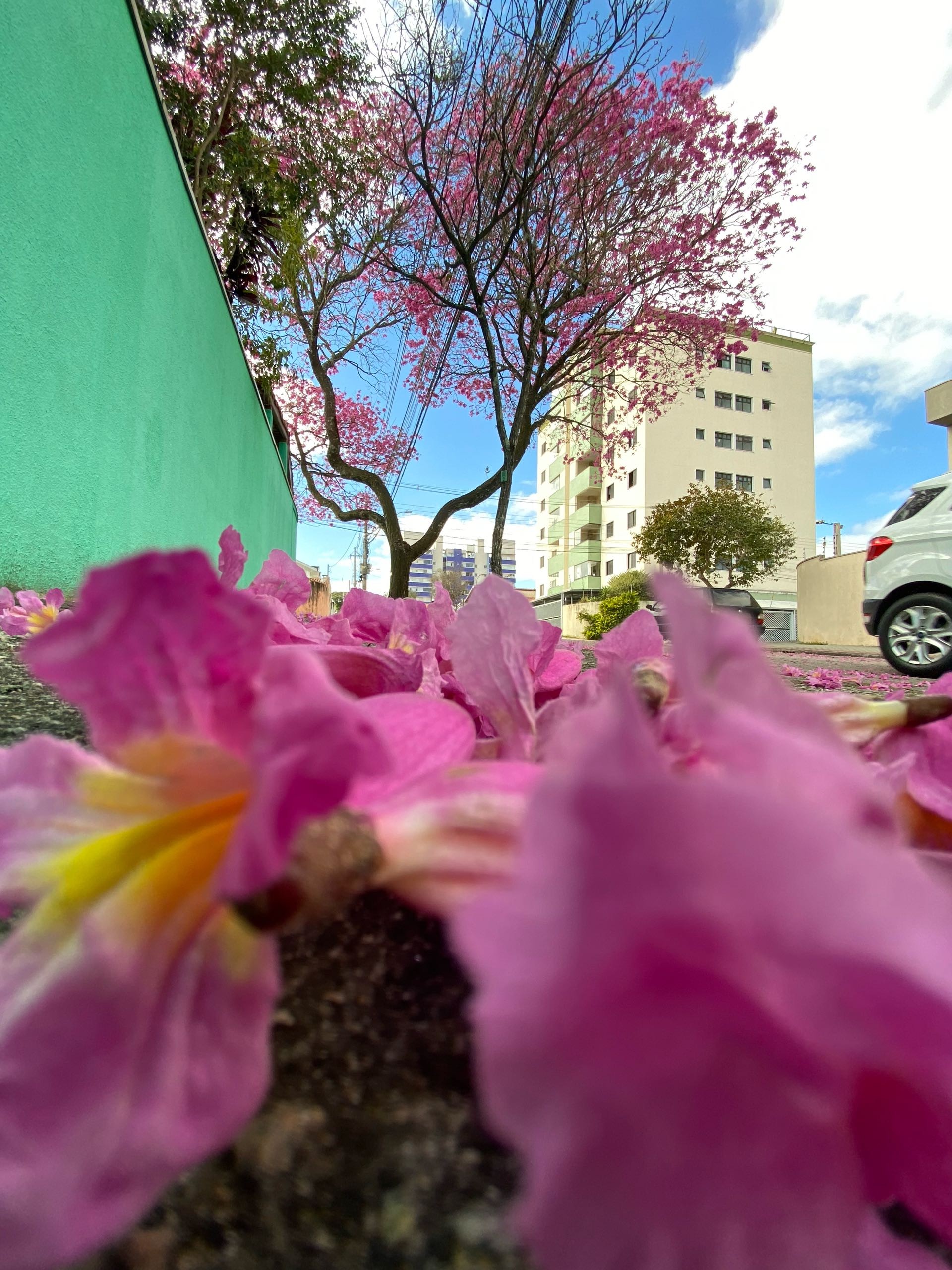 Ipê-rosa no Bosque dos Eucaliptos, em São José dos Campos. — Foto: Benjamin Venturoso/Vanguarda Repórter