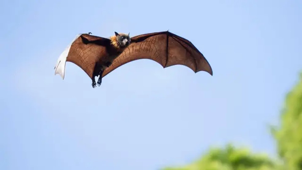 A tecnologia nos permite registrar sons dos animais inaud&iacute;veis para os ouvidos humanos &mdash; Foto: Henrik Karlsson via Getty Images