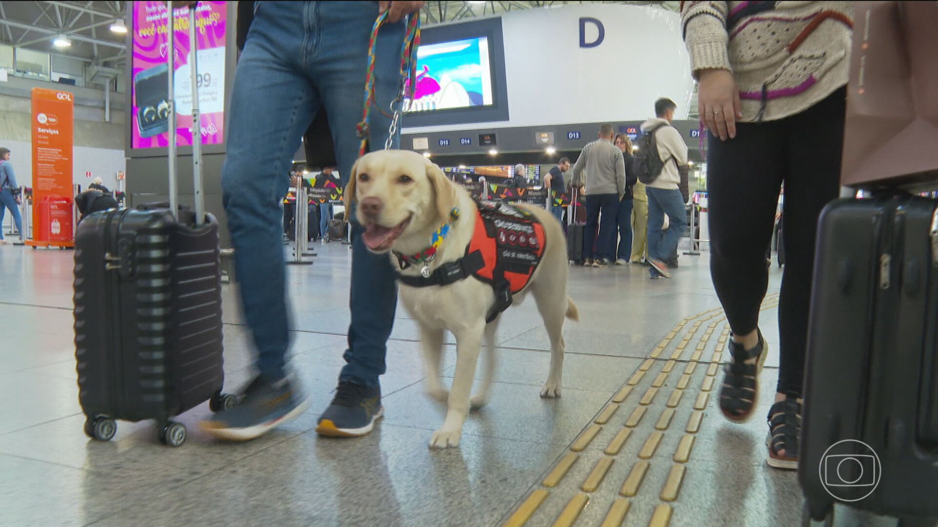Após 50 dias de espera, cão de serviço embarca para apoiar menina autista em Portugal 